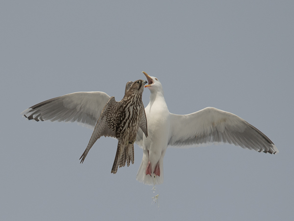 Tunturihaukka, Gyr Falcon, Falco rusticolus